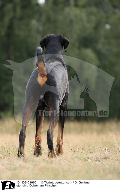 stehender Dobermann / standing Doberman Pinscher / DG-01665