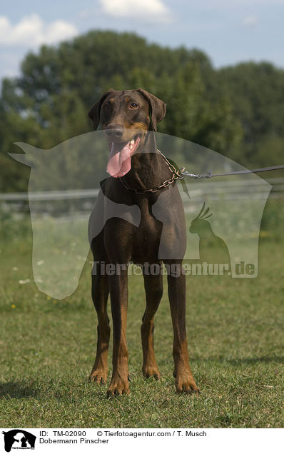 Dobermann / Dobermann Pinscher / TM-02090