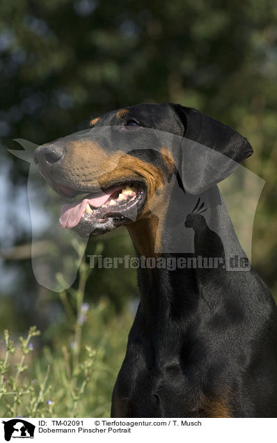 Dobermann Portrait / Dobermann Pinscher Portrait / TM-02091