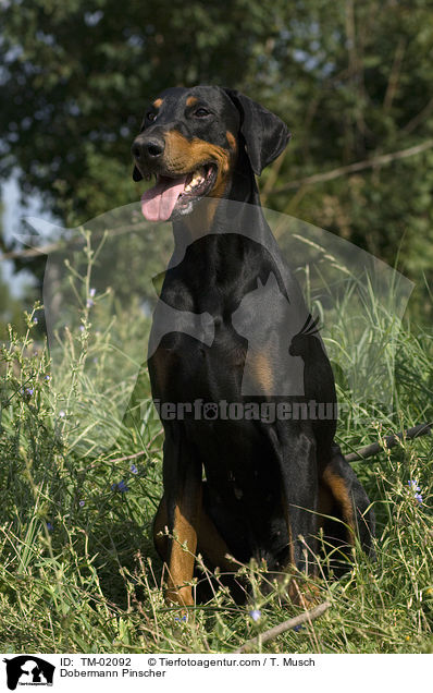 Dobermann / Dobermann Pinscher / TM-02092