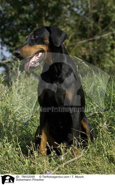 Dobermann / Dobermann Pinscher / TM-02095