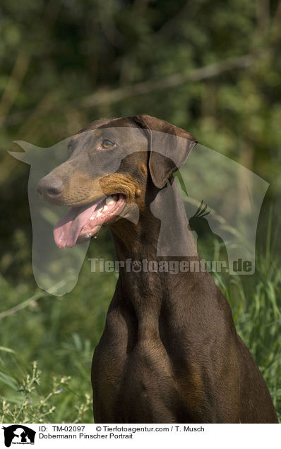 Dobermann Portrait / Dobermann Pinscher Portrait / TM-02097