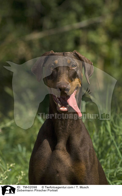 Dobermann Portrait / Dobermann Pinscher Portrait / TM-02098