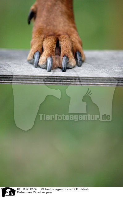 Dobermann Pfote / Doberman Pinscher paw / DJ-01274