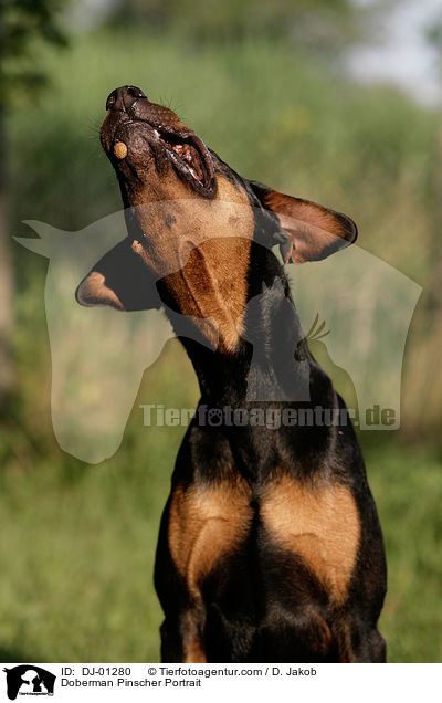 Dobermann Portrait / Doberman Pinscher Portrait / DJ-01280