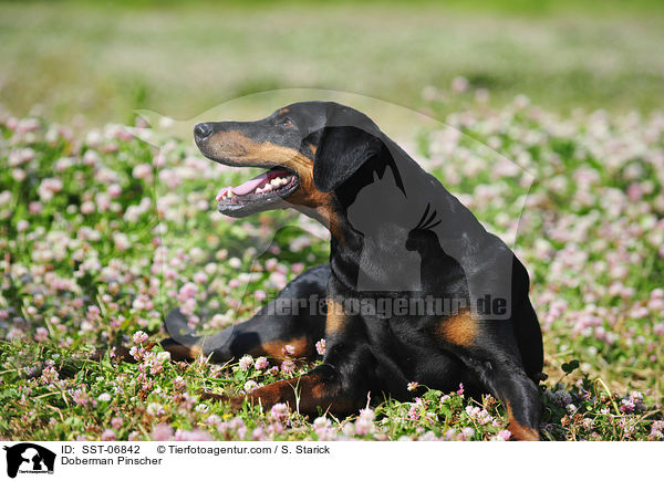 Dobermann / Doberman Pinscher / SST-06842