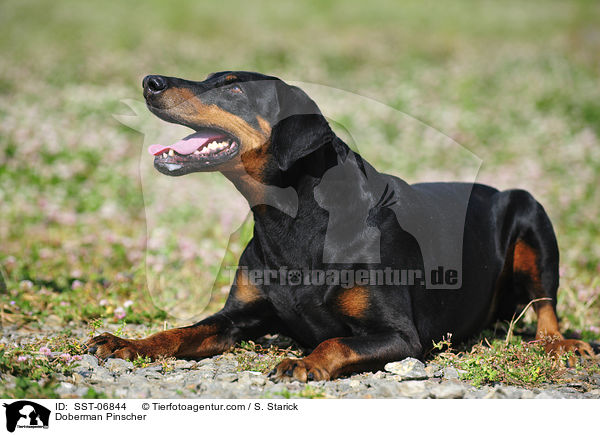 Dobermann / Doberman Pinscher / SST-06844