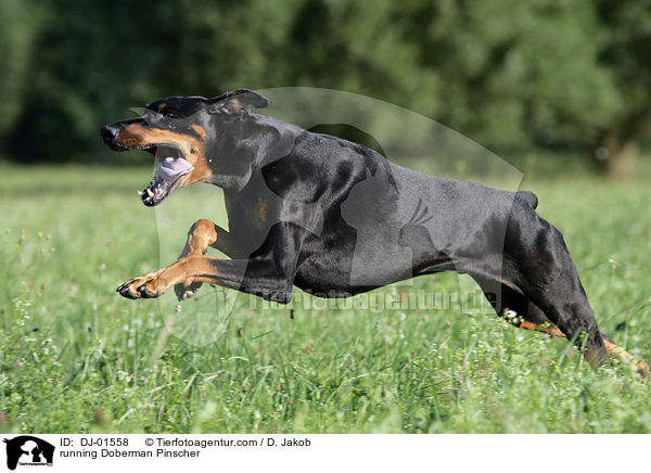 rennender Dobermann / running Doberman Pinscher / DJ-01558