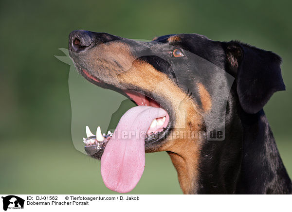 Dobermann Portrait / Doberman Pinscher Portrait / DJ-01562