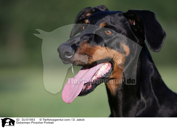 Dobermann Portrait / Doberman Pinscher Portrait / DJ-01563