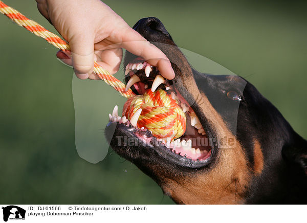 spielender Dobermann / playing Doberman Pinscher / DJ-01566