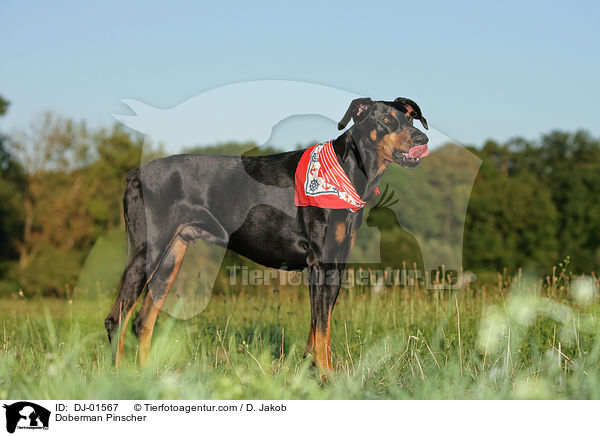 Dobermann / Doberman Pinscher / DJ-01567