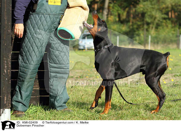 Dobermann als Schutzhund / Doberman Pinscher / KMI-02409
