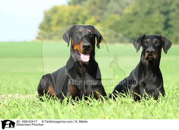 Doberman Pinscher / KMI-02417