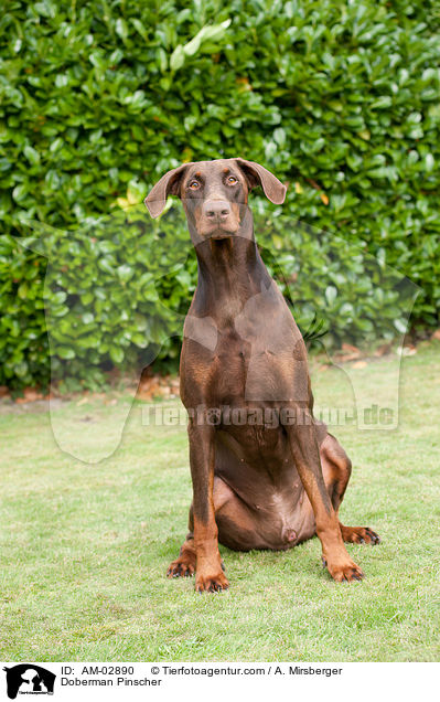 Dobermann / Doberman Pinscher / AM-02890