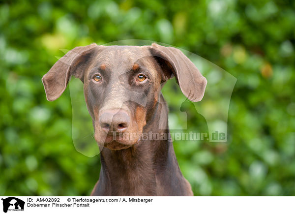 Dobermann Portrait / Doberman Pinscher Portrait / AM-02892