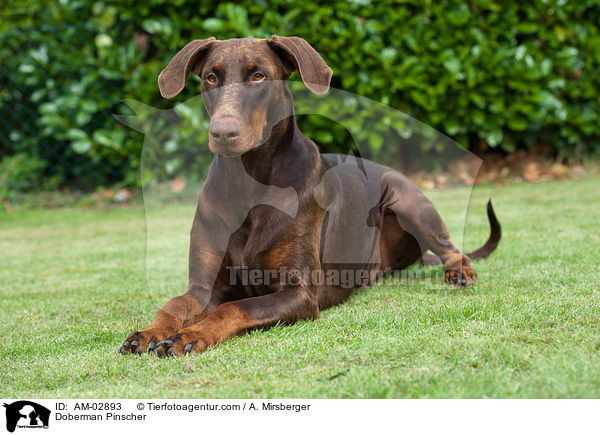 Dobermann / Doberman Pinscher / AM-02893