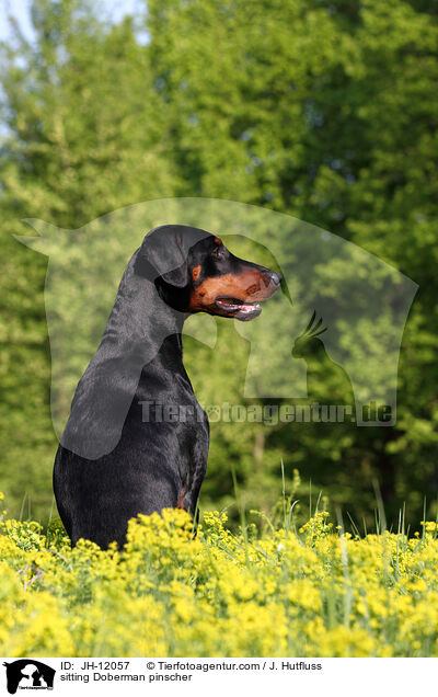 sitzender Dobermann / sitting Doberman pinscher / JH-12057