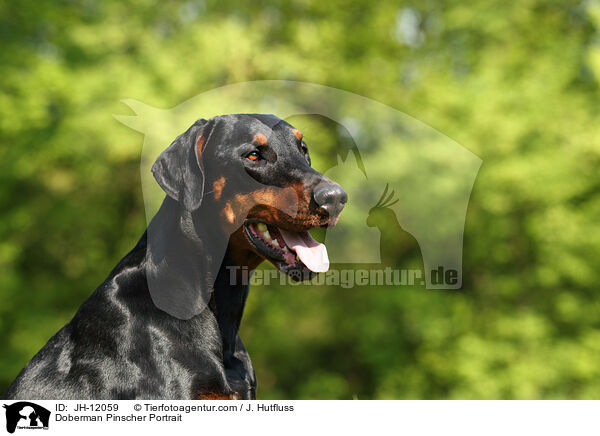 Dobermann Portrait / Doberman Pinscher Portrait / JH-12059