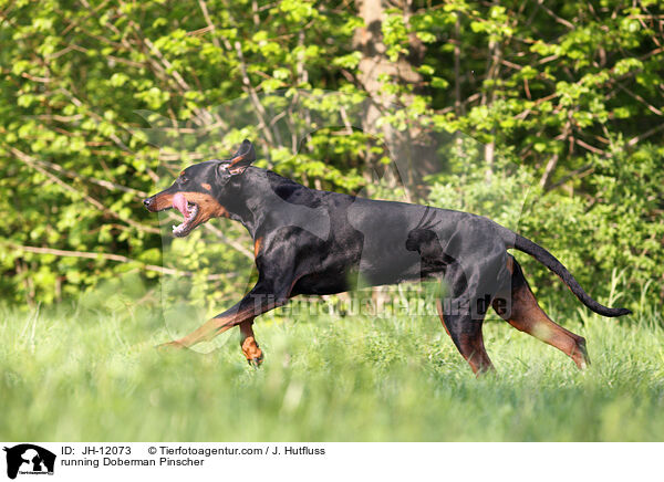 rennender Dobermann / running Doberman Pinscher / JH-12073