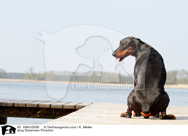 liegender Dobermann / lying Doberman Pinscher / KMI-02658