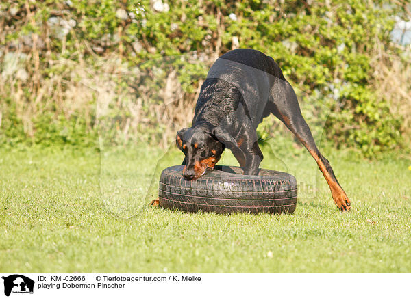 spielender Dobermann / playing Doberman Pinscher / KMI-02666