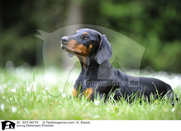 junger Dobermann / young Doberman Pinscher / SST-08776