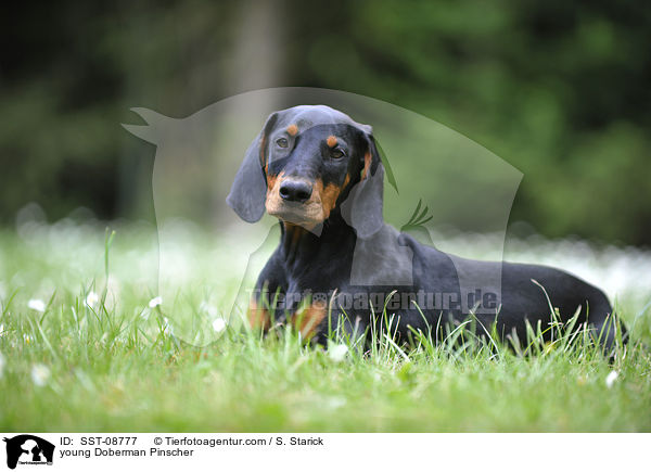 junger Dobermann / young Doberman Pinscher / SST-08777