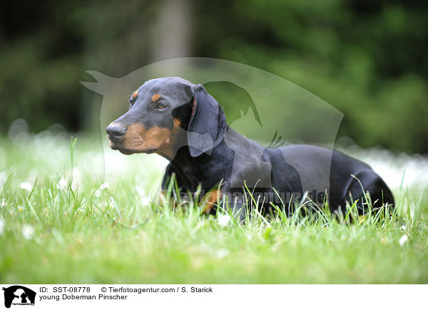 junger Dobermann / young Doberman Pinscher / SST-08778