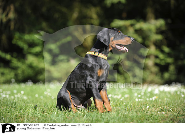 junger Dobermann / young Doberman Pinscher / SST-08782