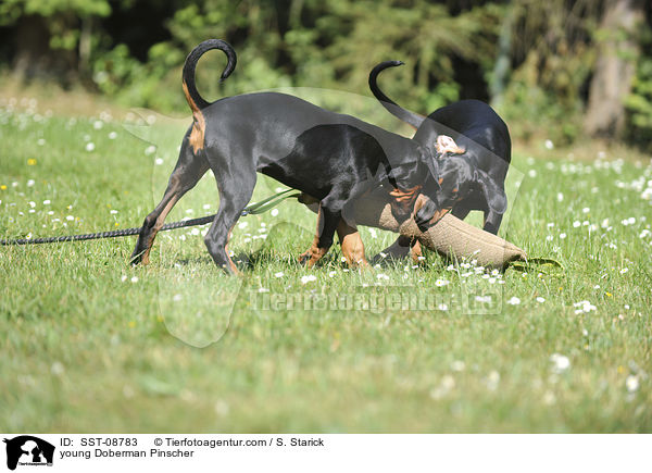 junge Dobermnner / young Doberman Pinscher / SST-08783