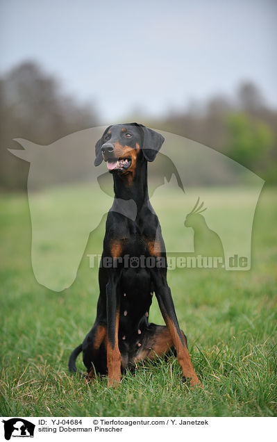 sitzender Dobermann / sitting Doberman Pinscher / YJ-04684