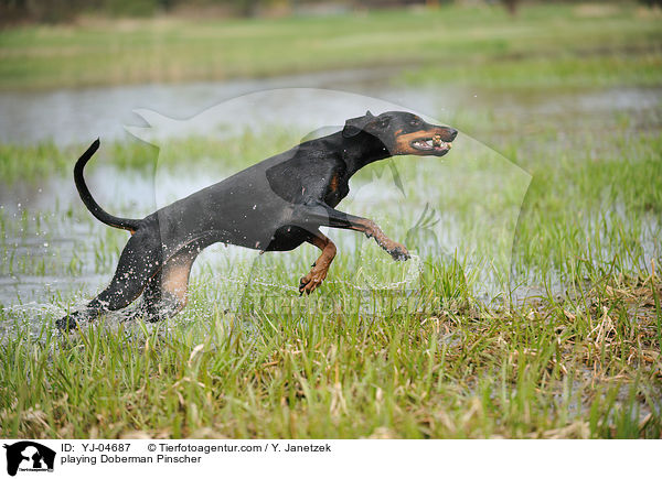 spielender Dobermann / playing Doberman Pinscher / YJ-04687