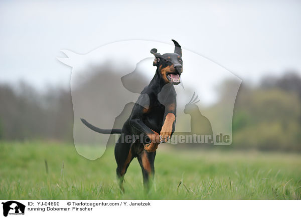 rennender Dobermann / running Doberman Pinscher / YJ-04690