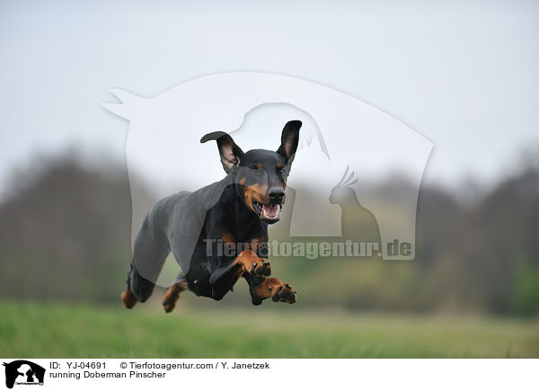 rennender Dobermann / running Doberman Pinscher / YJ-04691