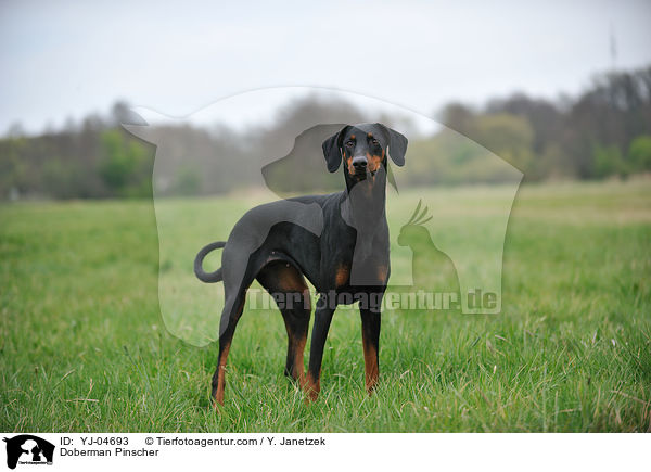 Dobermann / Doberman Pinscher / YJ-04693