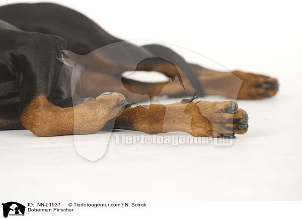 Dobermann / Doberman Pinscher / NN-01937