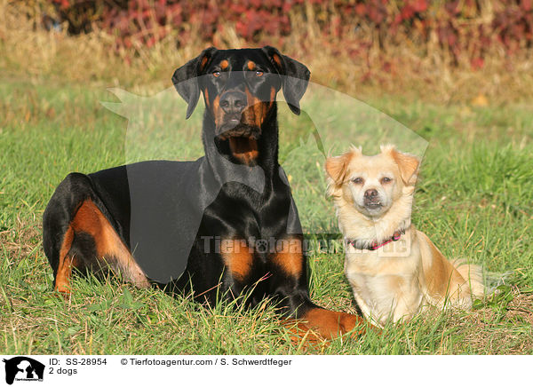 2 dogs / SS-28954