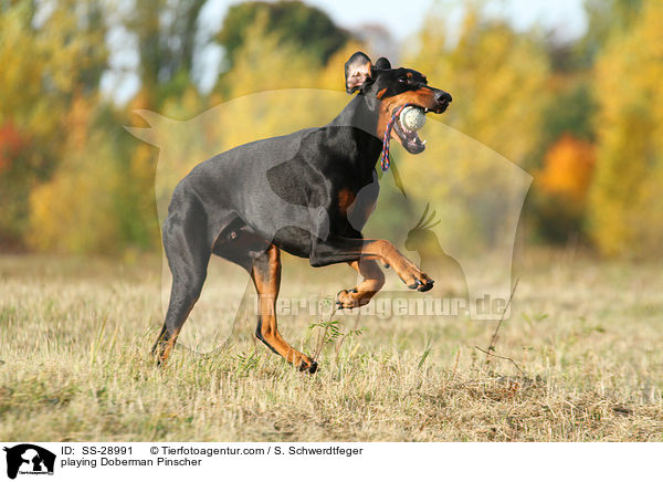 spielender Dobermann / playing Doberman Pinscher / SS-28991