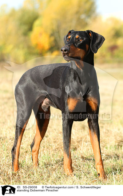 stehender Dobermann / standing Doberman Pinscher / SS-29008