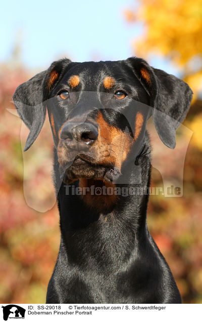 Dobermann Portrait / Doberman Pinscher Portrait / SS-29018