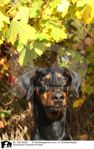 Dobermann Portrait / Doberman Pinscher Portrait / SS-29021