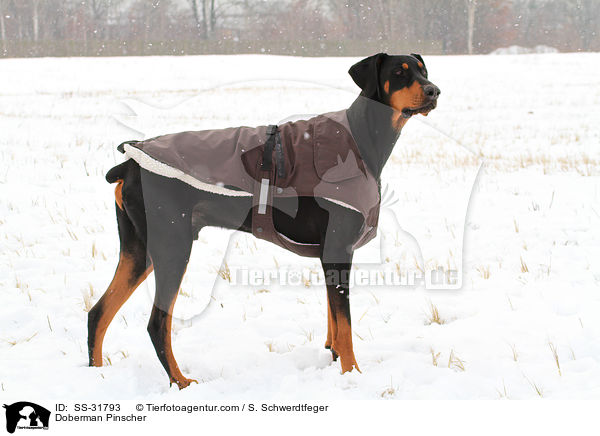 Dobermann / Doberman Pinscher / SS-31793