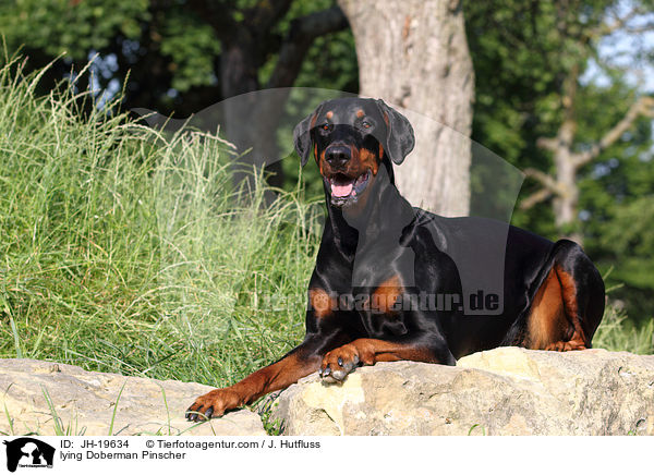 liegender Dobermann / lying Doberman Pinscher / JH-19634