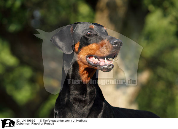 Dobermann Portrait / Doberman Pinscher Portrait / JH-19636