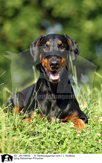 liegender Dobermann / lying Doberman Pinscher / JH-19640