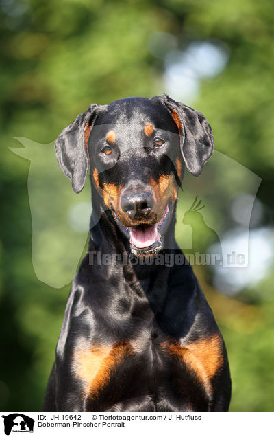 Dobermann Portrait / Doberman Pinscher Portrait / JH-19642