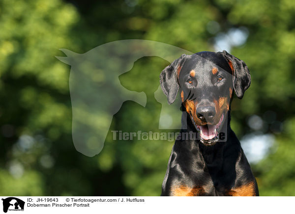 Dobermann Portrait / Doberman Pinscher Portrait / JH-19643