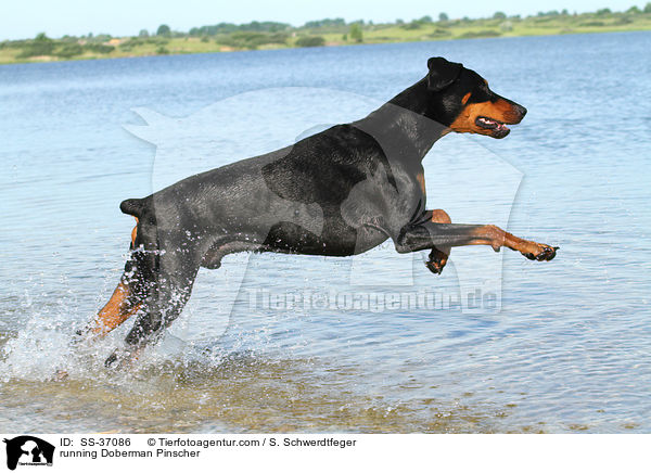 rennender Dobermann / running Doberman Pinscher / SS-37086