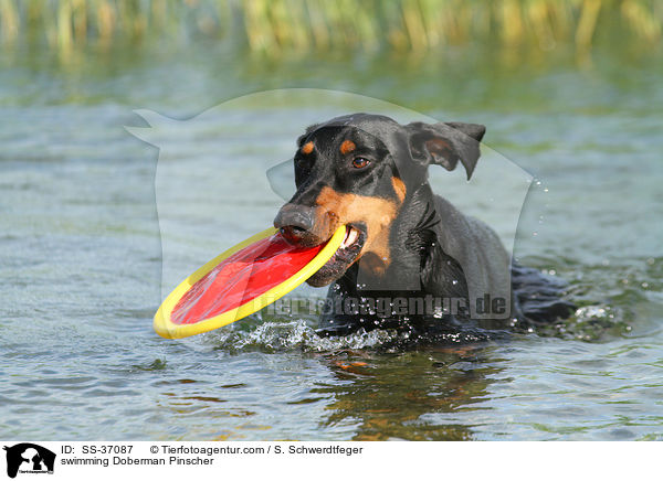 schwimmender Dobermann / swimming Doberman Pinscher / SS-37087